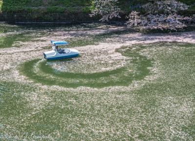 東京桜名所巡り（１）　花吹雪舞い、花筏浮かぶ千鳥ヶ淵