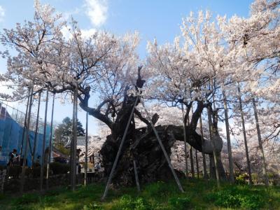 相模・甲斐２０１７桜　【３】神大桜