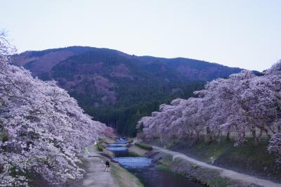 お天気に恵まれた滋賀のドライブの1日 ☆スイーツから桜まで楽しみました☆