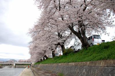 八幡桜風情１～東一口取水場前川堤の桜並木