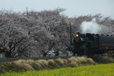 SLの走る「もおか」の1万本の桜まつり