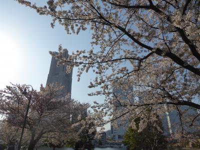 春爛漫の優雅な横浜♪　Ｖｏｌ8　☆運河パークのみなとガーデン　美しいアーバンガーデンと咲き残る桜♪