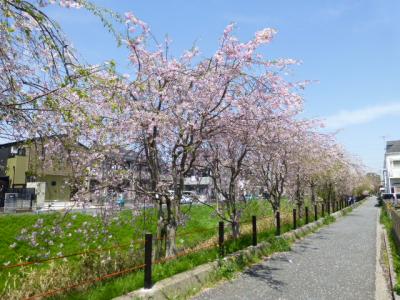 プチ枝垂れ桜並木と流鉄リベンジ　2017