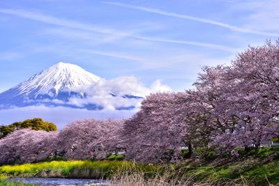 山梨と静岡の桜の旅（静岡）