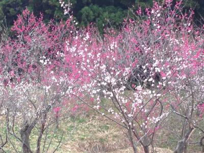 秋田市梅林園へ　～春だなぁ。