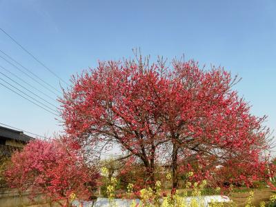 久喜市上内の自前の早朝ウォーキングコースで見られる自然の営みを・・・③桜花に入れ替わる花木や野の花