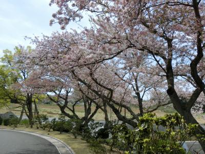 日本平の桜とマグロ