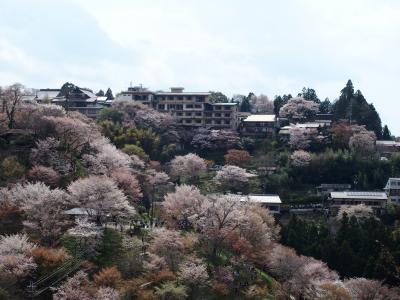吉野山如意輪寺・中千本の桜2017