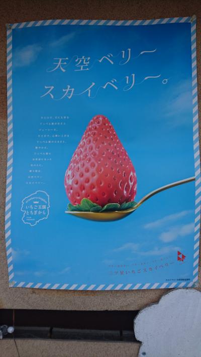 佐野でスカイベリー狩り。