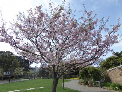 春爛漫の優雅な横浜♪　Ｖｏｌ12　☆アメリカ山公園：美しい花の風景♪
