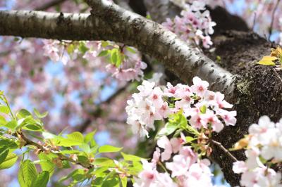 桜吹雪舞う夏日のチューリップとレッサーパンダの昭和記念公園と多摩動物公園2017（２）まぶしい夏日にそそられた昭和記念公園と多摩動物公園の春の花木めぐり