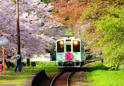 日本三大桜『根尾谷の淡墨桜』と西国第三十三番満願霊場『谷汲山 華厳寺』へ ◇ 岐阜のお花見は 楽しいDJ運転士！？の樽見鉄道で行こう♪