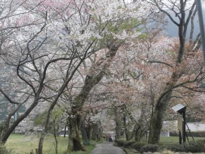 三多気の桜と万協博物館へ