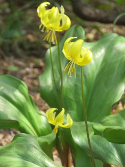 多聞院の山野草園で見られた美しい山野草その②