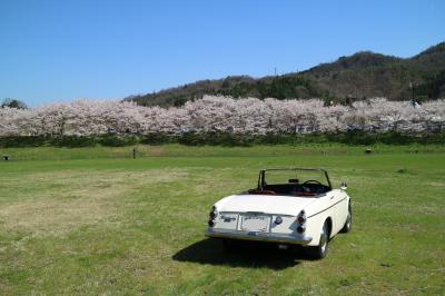 備後　桜紀行　2017 御調八幡宮＆白竜湖