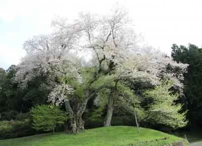 阿波徳島の一本桜樹齢４００年吉良の江戸彼岸桜と初逢瀬の後雨乞いの瀧初訪問