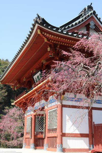 春爛漫　京都大阪桜のお寺巡り♪　２日目勝尾寺