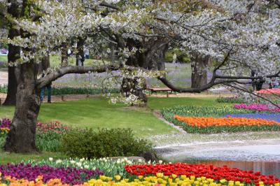 昭和記念公園　菜の花と桜、チューリップ花の競演　　2017春