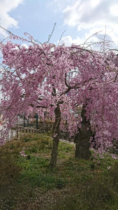 巡礼街道  お花見散歩