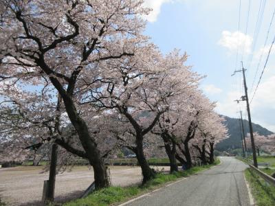 2017年花見”丹波市氷上町”