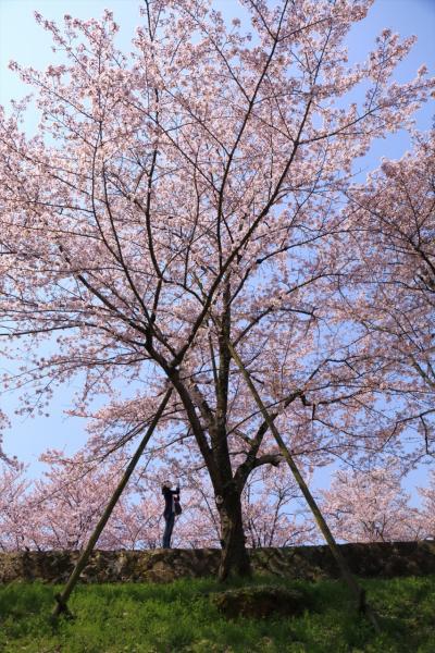 京都を歩く(247) 2017桜めぐり～蹴上