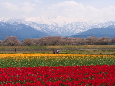 富山旅01 朝日町舟川べりの桜 春の四重奏 