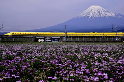 ドクターイエローと富士山と・・・そして蓮華草の絨毯を見に「富士山れんげまつり」に訪れてみた