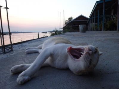 17年4月 摩訶不思議姉妹の亜細亜旅行《ラオス:シーパンドン編》29日目(シーパンドン散策)