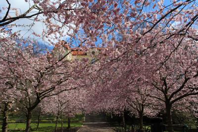 ヨーテボリの桜　Seminarieparken