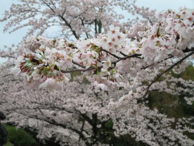 京都お花見ステイ２　インクライン、京都モダンテラス、円山公園