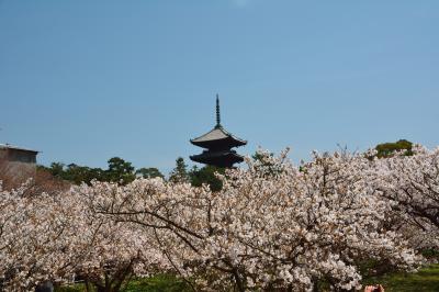 京都仁和寺で御室桜を満喫