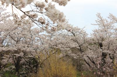 晩春の浄土平と満開の花見山公園