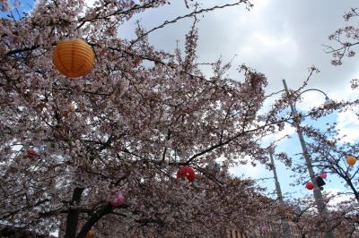 ヨーテボリの桜　Järntorget