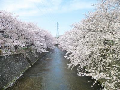 花の町田　恩田川の桜並木　町田市成瀬