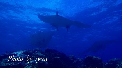 ２０１４　八重山諸島旅行　石垣島Diving編