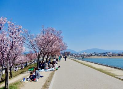 大阪府内で一番に花見ができる 「狭山池公園」