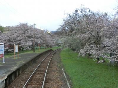 2017年日本縦断めし旅（1４）　めしより桜　薄墨桜は開花前