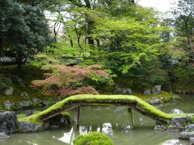 西国三十三所草創１３００年の醍醐寺と三室戸寺へ３、三宝院