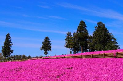 秩父の羊山公園2017年4月20日～芝桜を見てきました～