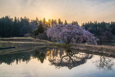 福島県南の桜巡り　～花園の枝垂れ桜、棚倉城跡の桜、戸津辺の桜、矢祭駅の桜～