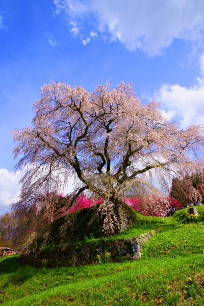 奈良の桜巡り　２０１７年