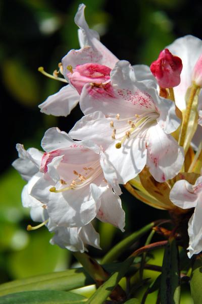 八幡桜だより～神應寺、桜は無けれど花々の一斉開花編