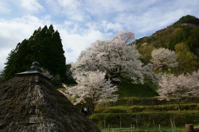 奈良の桜巡り　２０１７年　リベンジ！