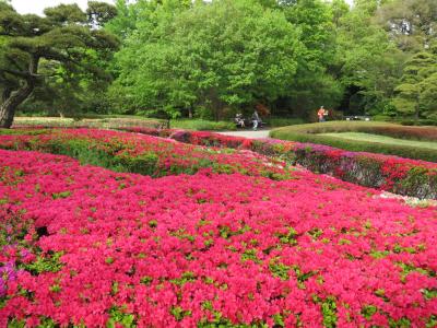 新緑の皇居・東御苑を訪問する②二の丸庭園～諏訪の茶屋～二の丸雑木林