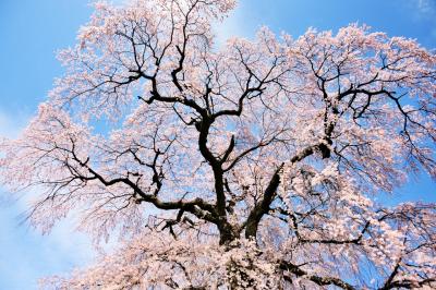 今日の天気予報は晴れ！　やっぱり　桜は青空に映えます