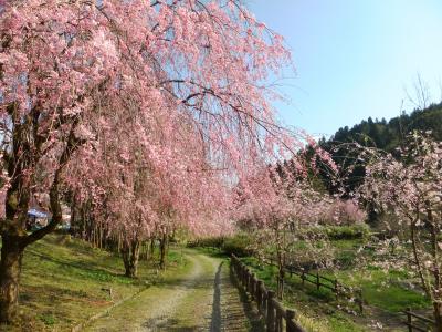 竹田の里しだれ桜祭りと丸岡城夜桜