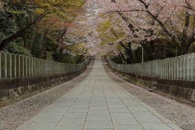 2017・4・13 平日の京都に桜を見に行こう