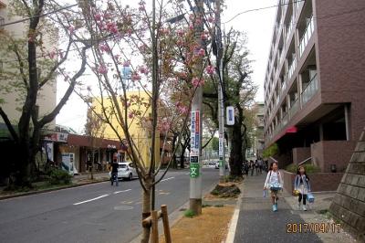 たまプラーザ駅前桜並木再生計画⑥　2017年春の開花状況