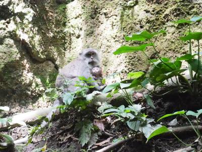 オゴオゴを見に行く バリ旅行④