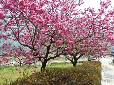 桃とすももとハナモモの花を満喫～～♪